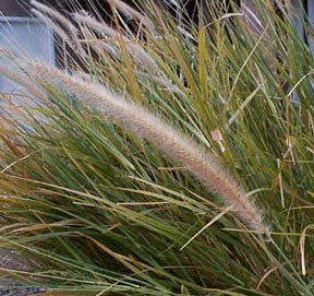 Pennisetum setaceum